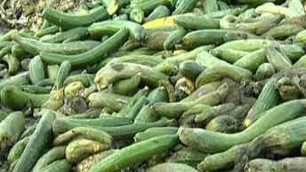 Bruxelles accepte un retour en force du légume biscornu