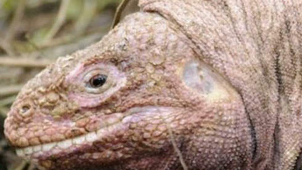 Les Galapagos fêtent les iguanes et craignent pour leurs tortues