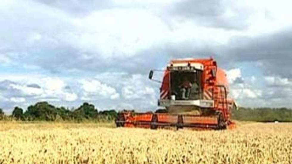 Le maïs Monsanto serait sans danger, selon l'Afssa