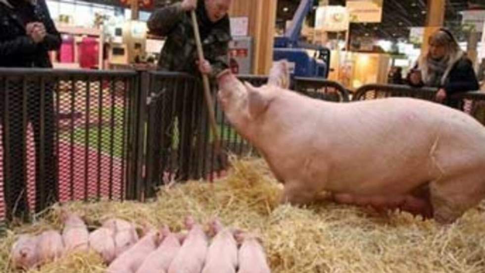 Nouveau succès populaire pour la "plus grande ferme de France"