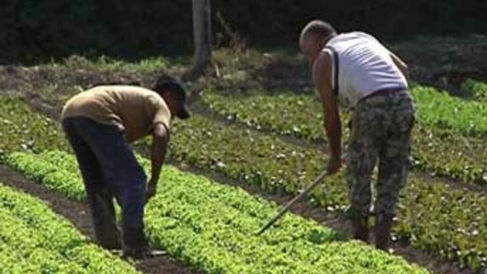 Les saisonniers agricoles, esclaves des temps modernes