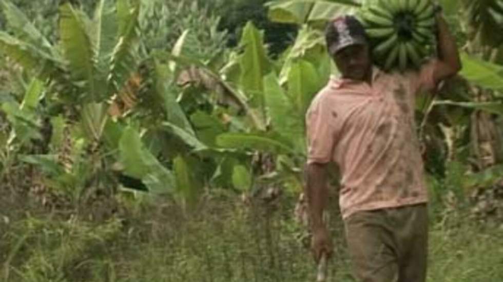 L'UE et l'Amérique latine cherchent une issue à la guerre de la banane