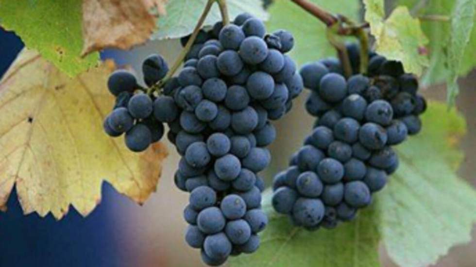 Une douzaine de personnes condamnées pour une escroquerie au vin rouge Une douzaine de personnes condamnées pour une escroquerie au vin rouge