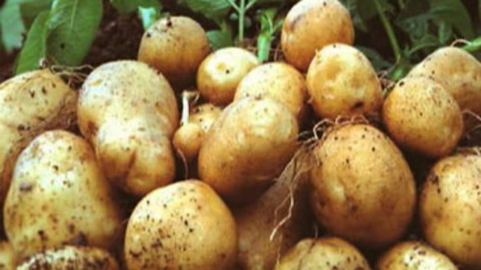 Bruxelles donne son feu vert à la culture d'une pomme de terre OGM dans l'UE Bruxelles donne son feu vert à la culture d'une pomme de terre OGM dans l'UE