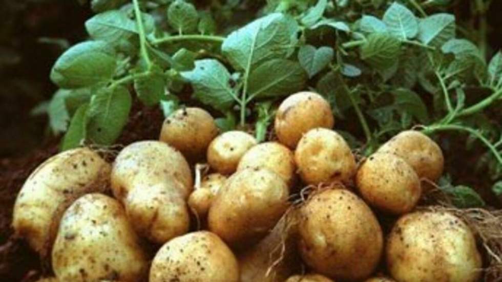 En autorisant la culture d'une patate transgénique, Bruxelles relance le débat sur les OGM