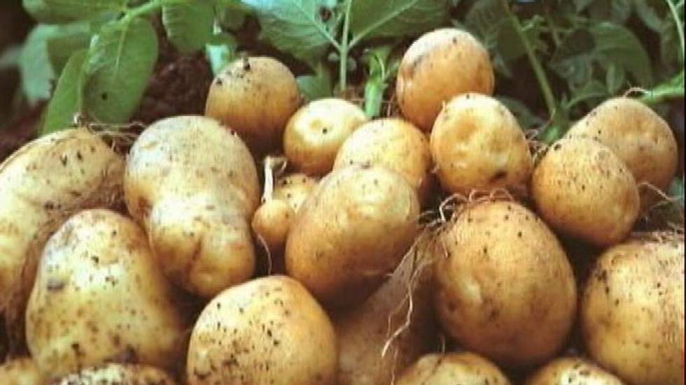 Amflora : la patate chaude des régionales