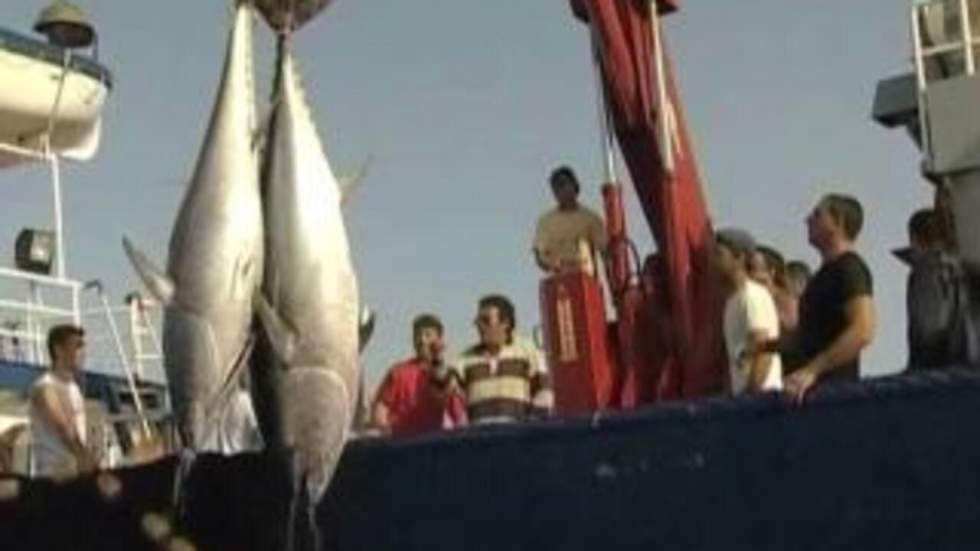 Thon rouge, la pêche continue au Japon