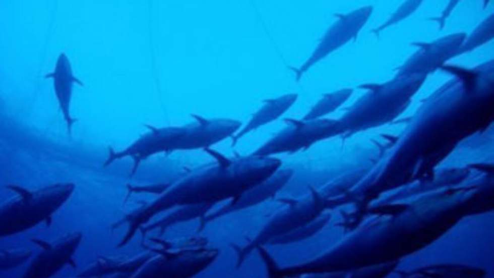 L'UE interdit la pêche au thon rouge à partir de ce soir minuit‎