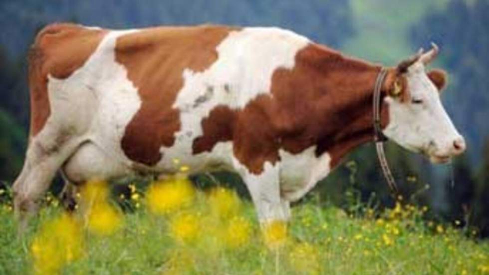 Après un mois de bras de fer, les producteurs de lait obtiennent gain de cause Après un mois de bras de fer, les producteurs de lait obtiennent gain de cause