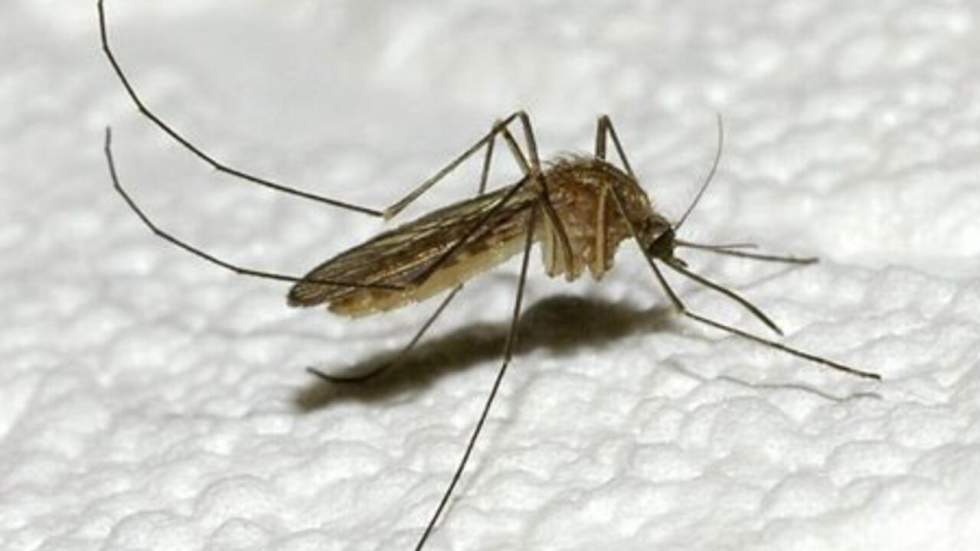 Un premier cas de chikungunya autochtone découvert dans le Var Un premier cas de chikungunya autochtone découvert dans le Var