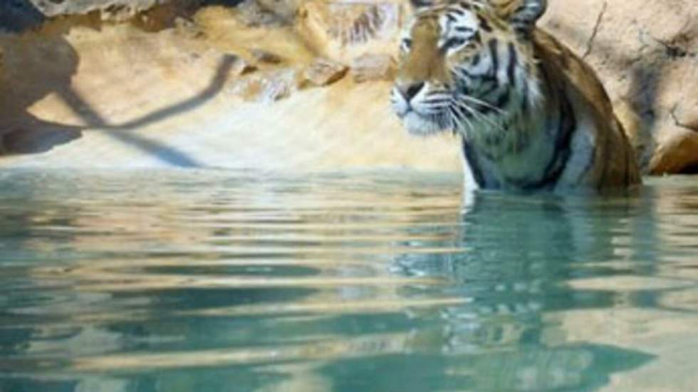 "Le tigre sauvage pourrait avoir disparu d’ici à 2022"