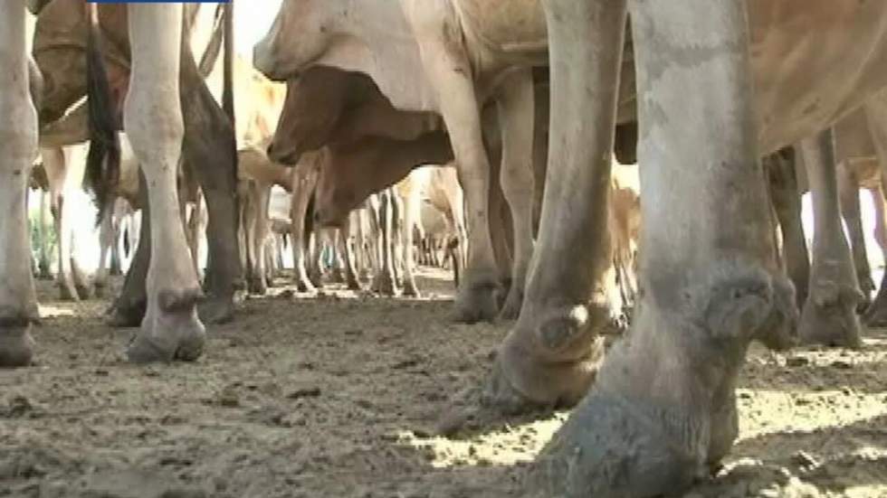 Le trafic de vaches sacrées au Bangladesh Le trafic de vaches sacrées au Bangladesh