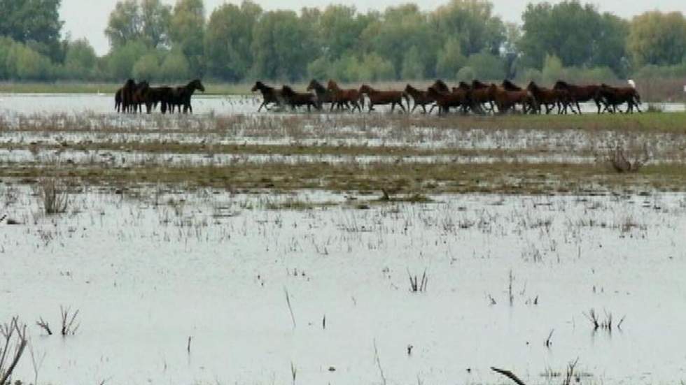 Les chevaux sauvages du Danube Les chevaux sauvages du Danube