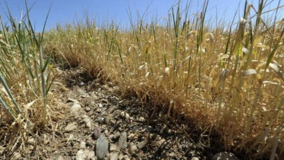 "Il n'est pas impossible de voir ressurgir des émeutes de la faim"