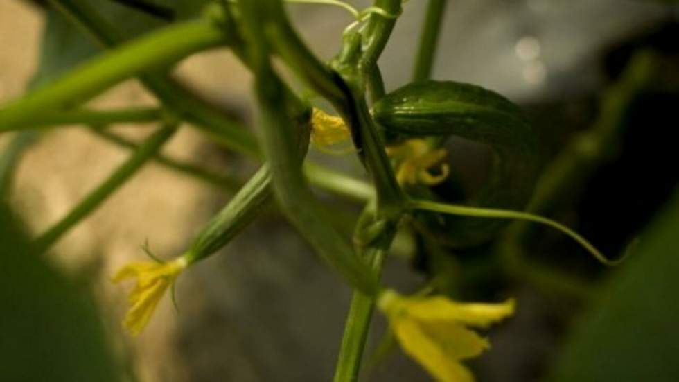 L'agriculture touchée de plein fouet par la crise du concombre