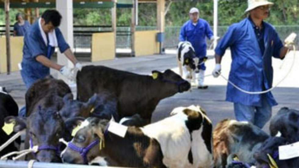 Le gouvernement bloque la vente de viande de bœuf en provenance de Fukushima