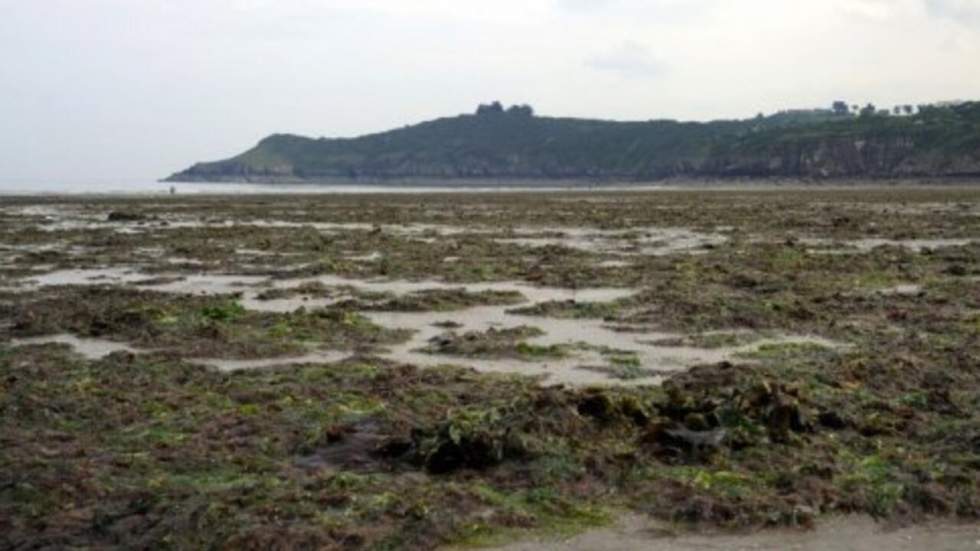 Les plages envahies par les algues vertes vont être fermées