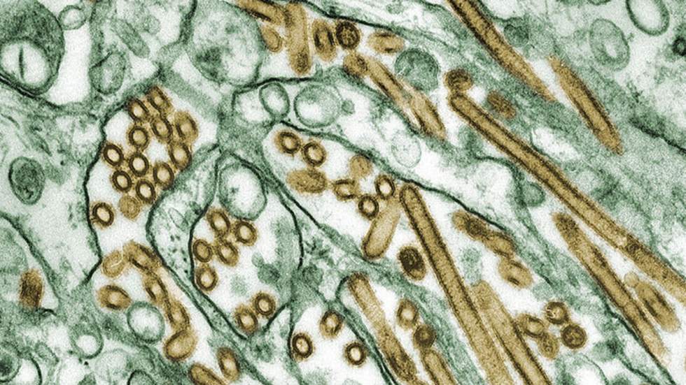 Des scientifiques créent une variante extrêmement dangereuse du virus H5N1