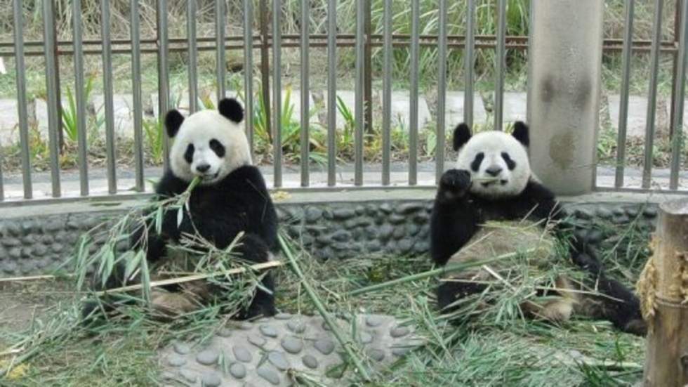 Accueil en grande pompe pour les deux pandas géants prêtés par la Chine