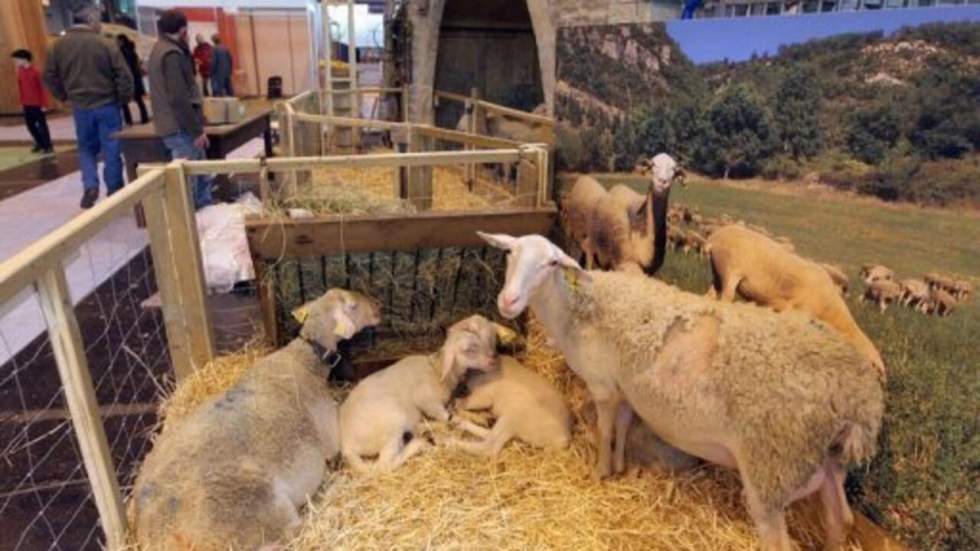 Nicolas Sarkozy donne le coup d'envoi du Salon de l'Agriculture