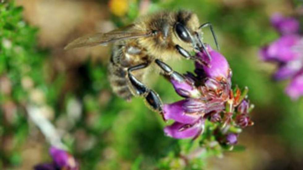 Un pesticide accusé de nuire aux abeilles pourrait être bientôt interdit Un pesticide accusé de nuire aux abeilles pourrait être bientôt interdit