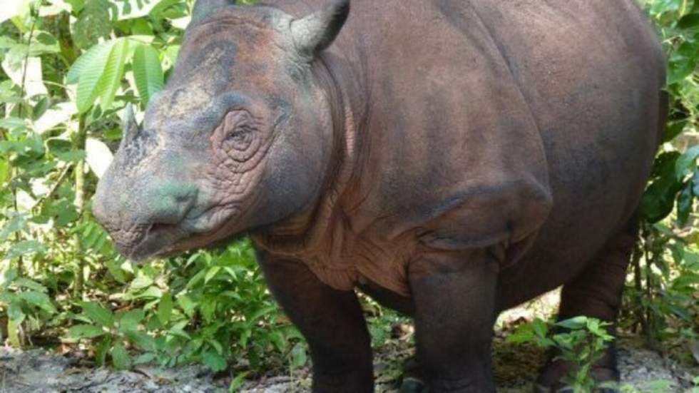 Un rhinocéros de Sumatra est né, "un formidable cadeau pour la survie de l'espèce"