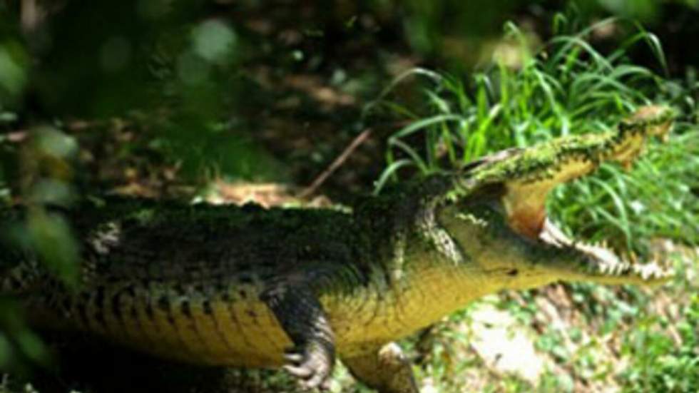 Des milliers de crocodiles d'élevage disparus dans la nature en Afrique du Sud Des milliers de crocodiles d'élevage disparus dans la nature en Afrique du Sud