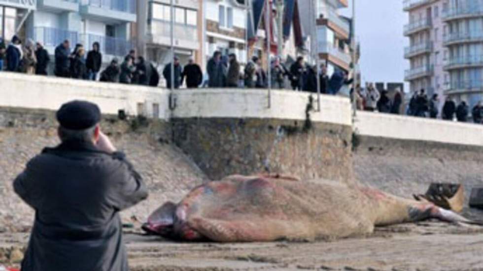 Une baleine de plus de 18 mètres s'échoue sur une plage des Sables-d'Olonne