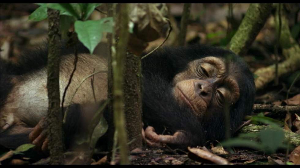À la découverte de nos cousins les chimpanzés À la découverte de nos cousins les chimpanzés