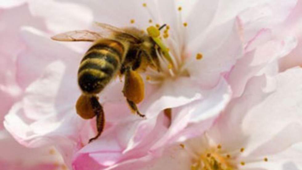 Trois pesticides nocifs pour les abeilles interdits dans l'Union européenne Trois pesticides nocifs pour les abeilles interdits dans l'Union européenne