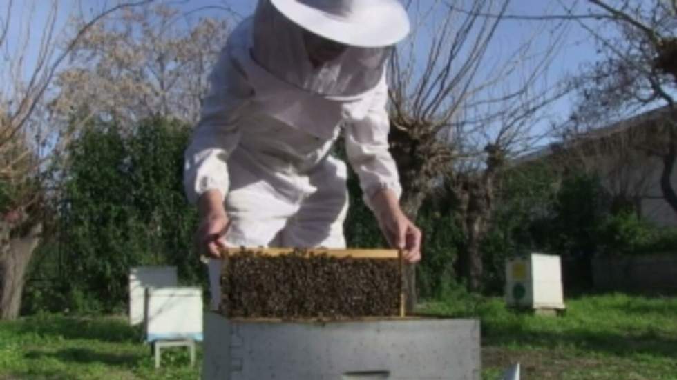 L'UE interdit trois pesticides dangereux pour les abeilles L'UE interdit trois pesticides dangereux pour les abeilles