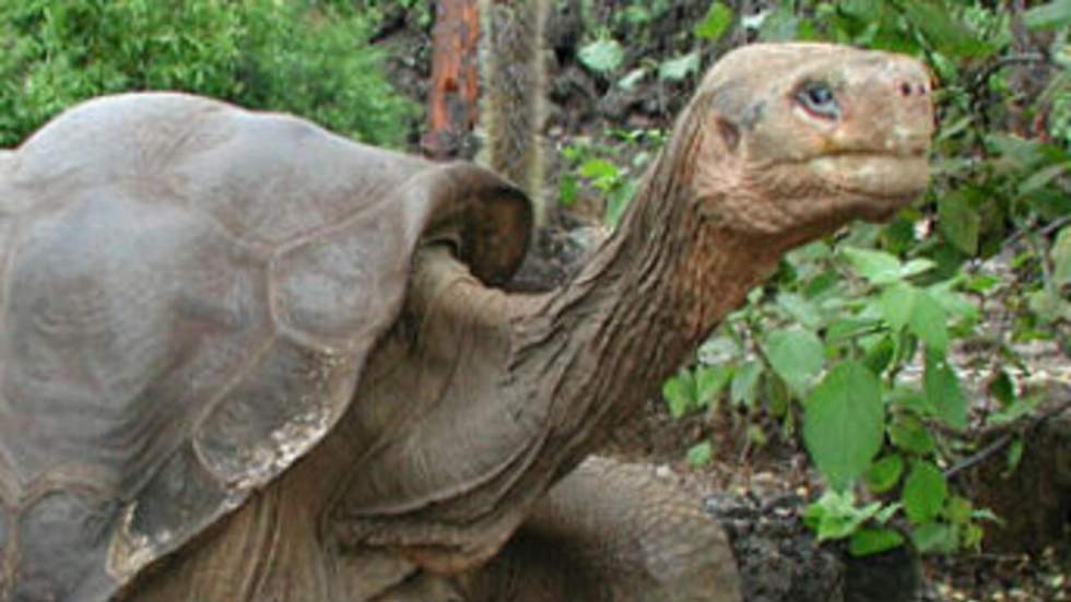 Les scientifiques veulent ressusciter des espèces de tortues disparues Les scientifiques veulent ressusciter des espèces de tortues disparues