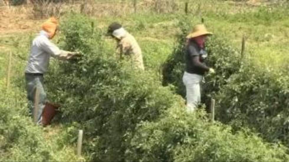Floride : les oranges de la colère Floride : les oranges de la colère
