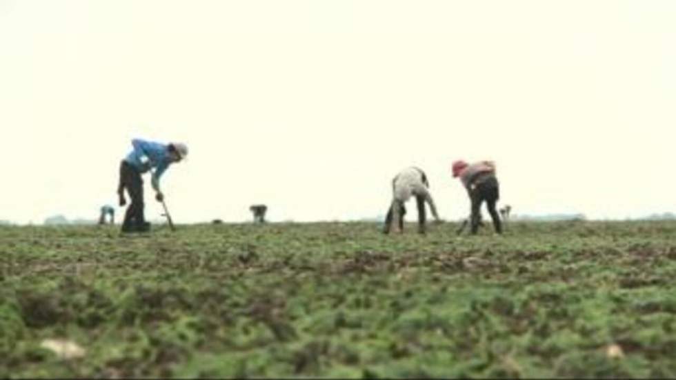 Pêcher la palourde pour survivre