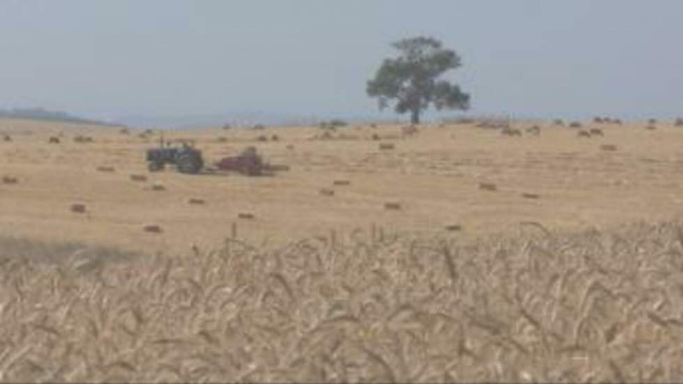 L'agriculture marocaine intéresse le Qatar