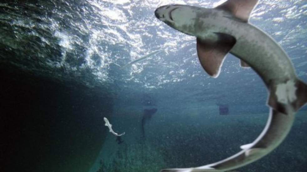 Traque au requin à la Réunion après la mort d'une adolescente Traque au requin à la Réunion après la mort d'une adolescente