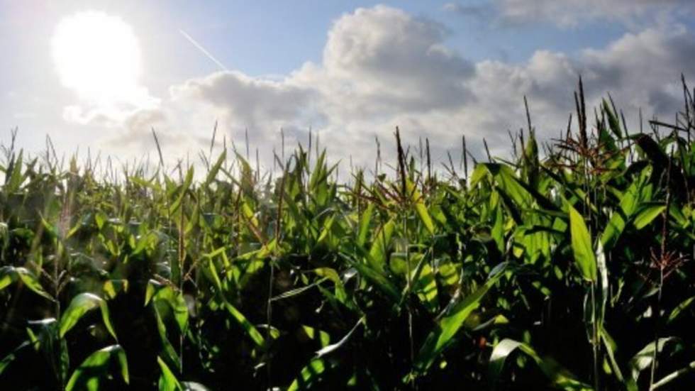 Contre l'avis du Conseil d’État, Hollande prolonge le moratoire sur le maïs Monsanto