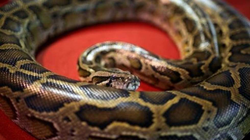 Python tueur au Canada : le serpent constricteur est interdit au Nouveau-Brunswick Python tueur au Canada : le serpent constricteur est interdit au Nouveau-Brunswick
