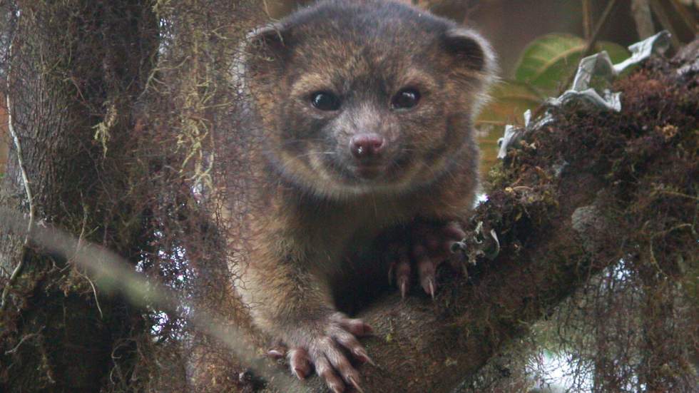 L'olinguito, un nouveau mammifère, sort des forêts de nuage