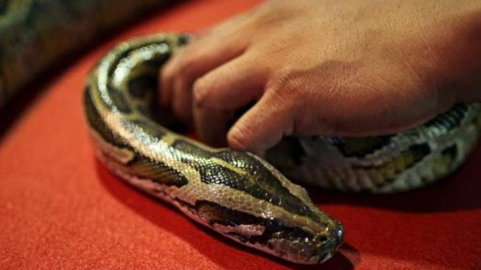 Canada : 40 pythons trouvés dans une chambre d'hôtel