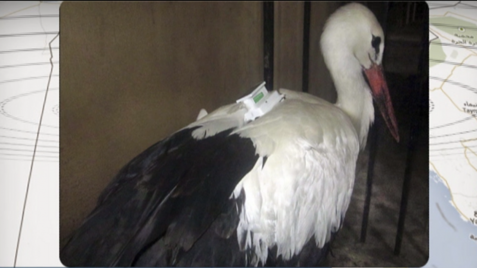 Une cigogne arrêtée pour espionnage en Égypte