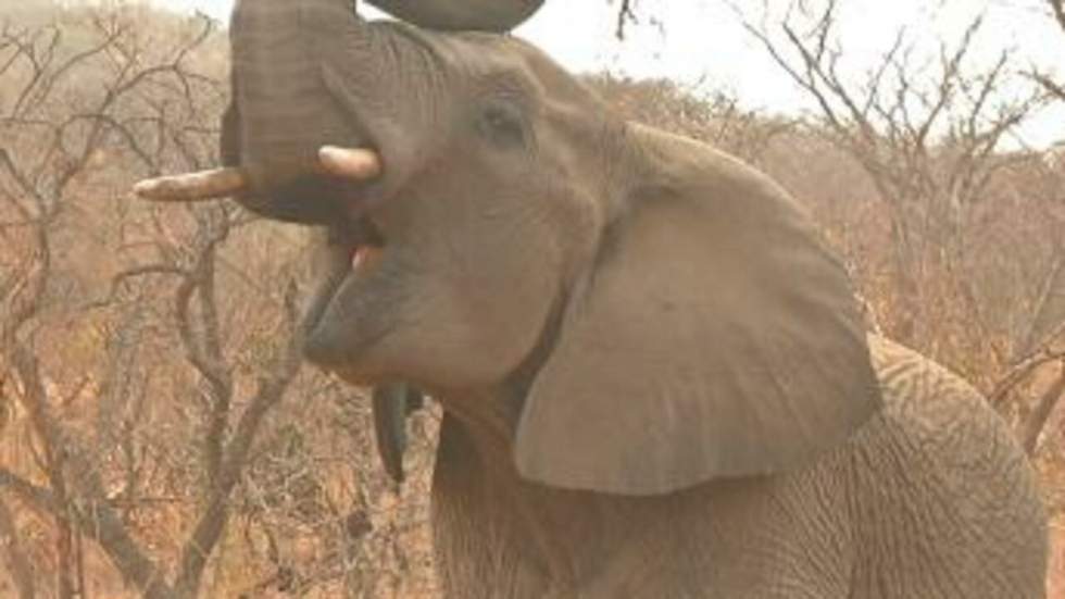 Planning familial dans la savane Planning familial dans la savane