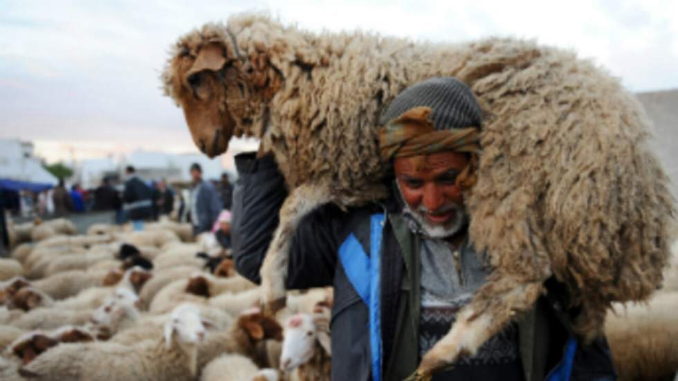 Fête de l’Aïd el-Kébir : le prix du mouton au centre des préoccupations