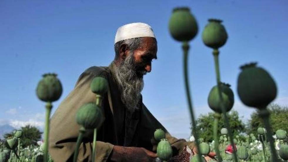 En Afghanistan, la production d'opium fait un bond de près de 50 %