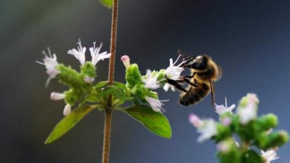 Des ruches high-tech pour sauver les abeilles