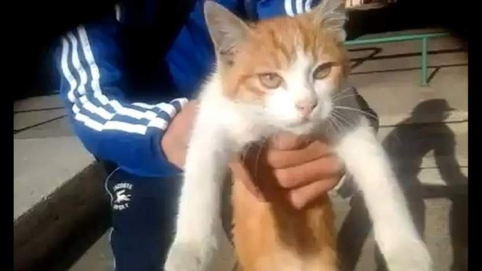 Un an de prison ferme pour l'auteur des "lancers de chat" diffusés sur Facebook