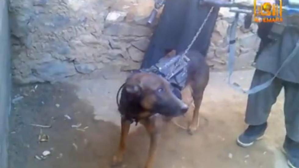 Vidéo : un chien de l’armée américaine détenu par les Taliban Vidéo : un chien de l’armée américaine détenu par les Taliban