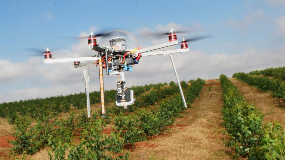 De l’eucalyptus et des drones pour préserver la forêt amazonienne