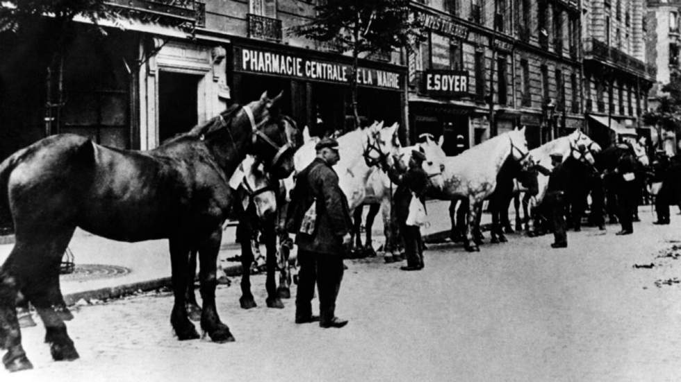 Grande Guerre : les animaux, ces grands oubliés des tranchées