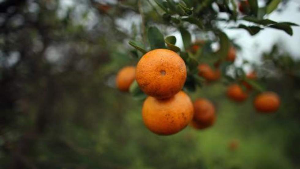 Les oranges de Floride victimes d'une bactérie, le prix du jus s'envole Les oranges de Floride victimes d'une bactérie, le prix du jus s'envole